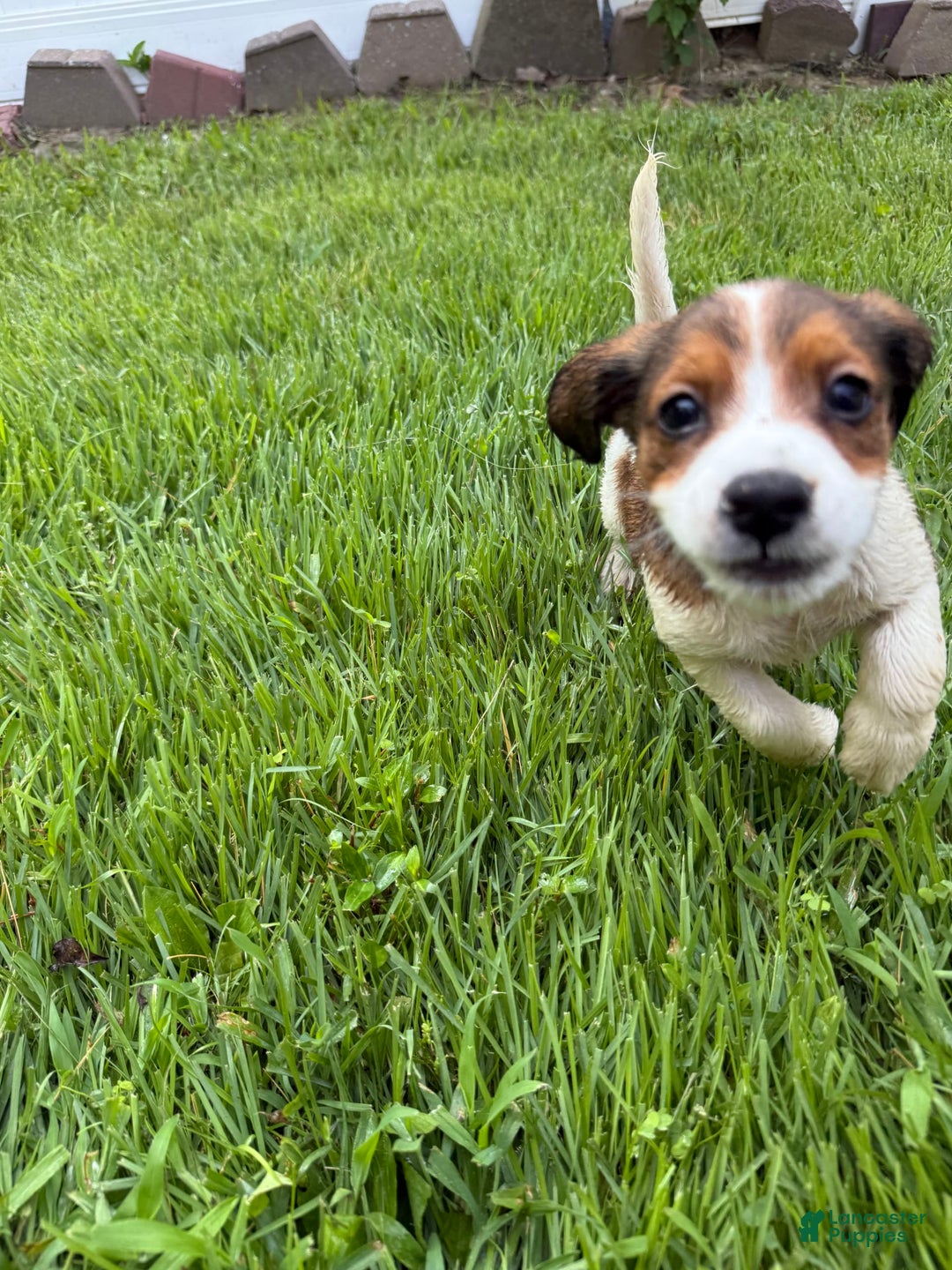 Jack Russell Terrier dogs for sale: Jack - Image 1