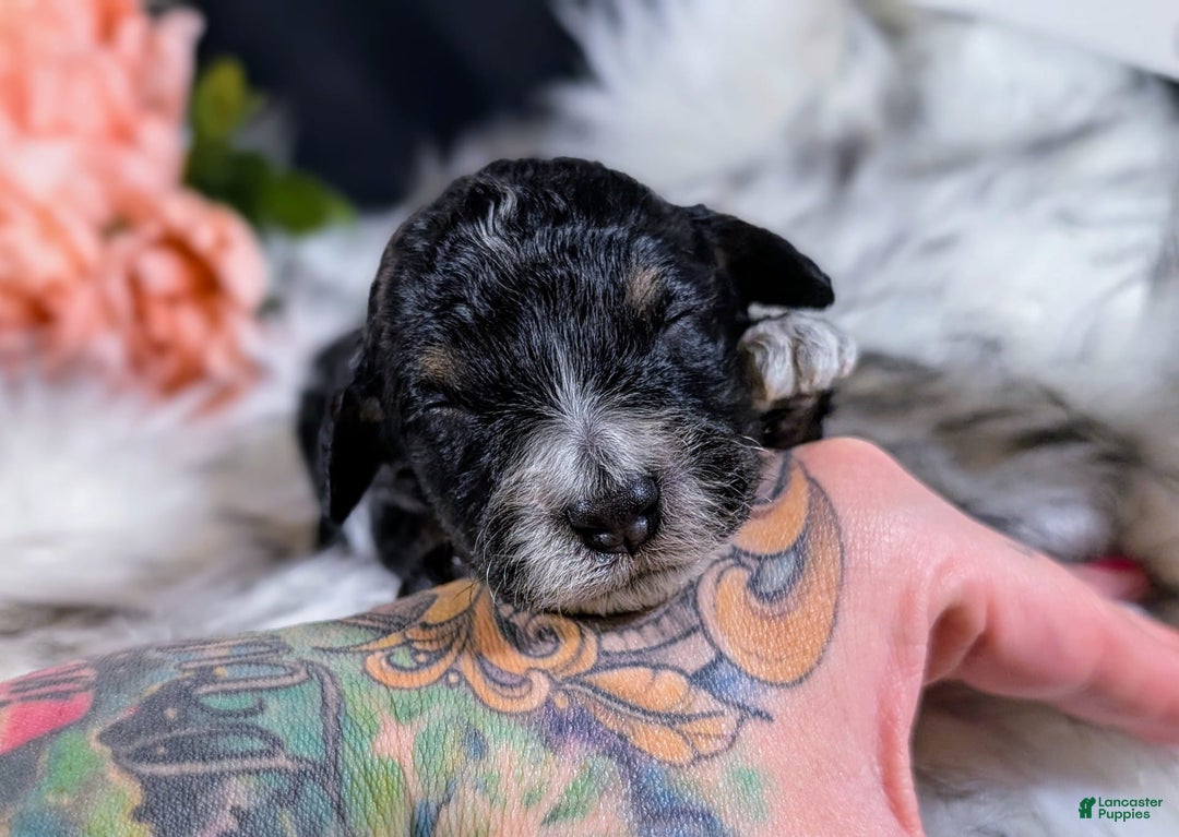 Mini Bernedoodle dogs for sale: Monet - Image 2