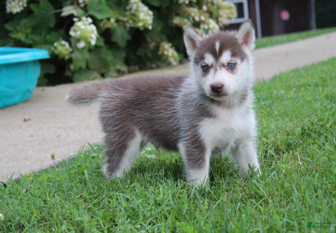 Siberian Husky dogs for sale: Reno - Image 10