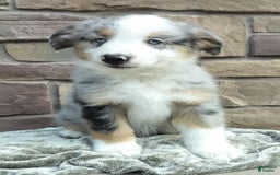 Miniature Australian Shepherd dogs for sale: Hendrik - Image 1