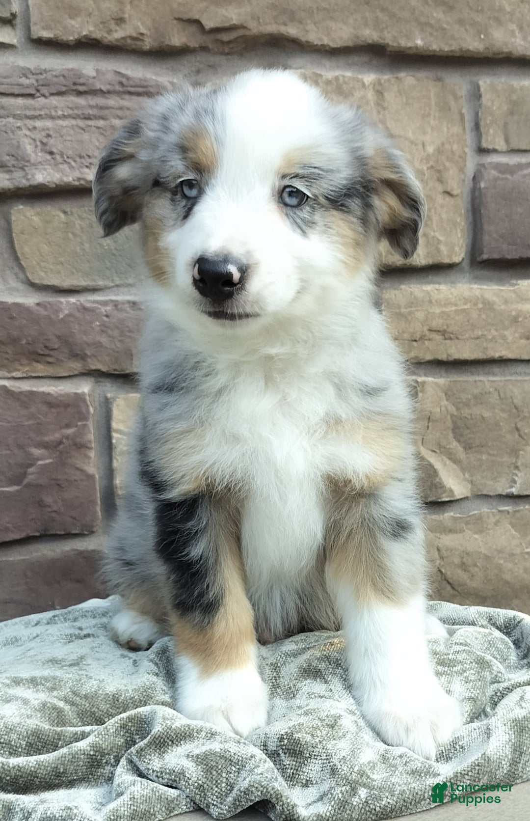 Miniature Australian Shepherd dogs for sale: Hendrik - Image 1