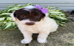  dogs for sale: Maggie - Image 4
