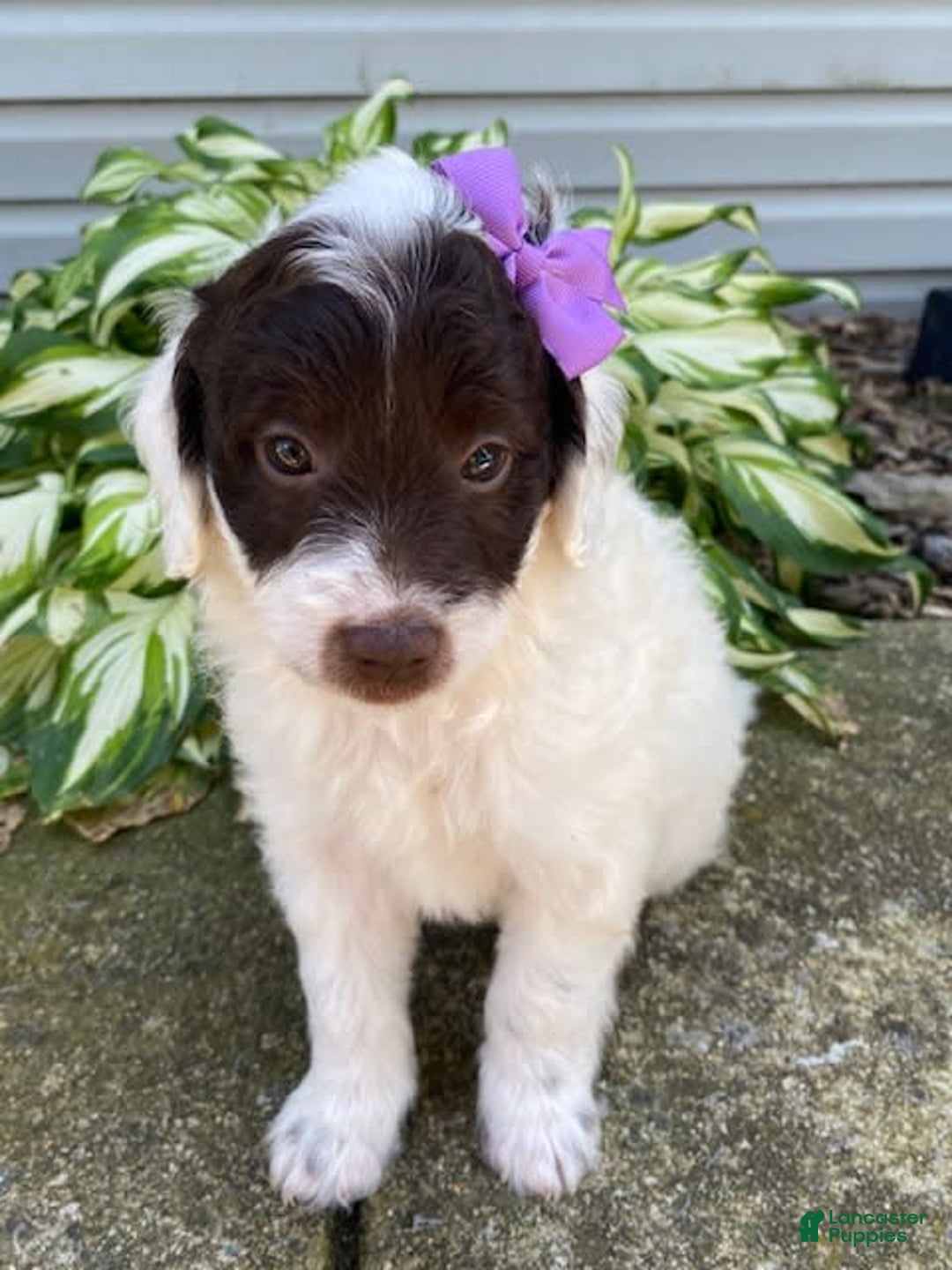  dogs for sale: Maggie - Image 4