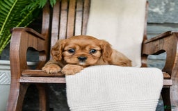 Cavalier King Charles Spaniel dogs for sale: Sunrise - Image 4