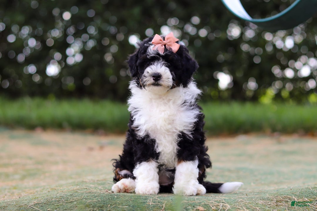 Mini Bernedoodle dogs for sale: Mini Bernedoodle 6 puppies - Image 25