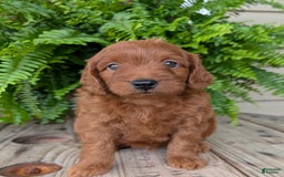 Mini Goldendoodle dogs for sale: Mini-logan - Image 14