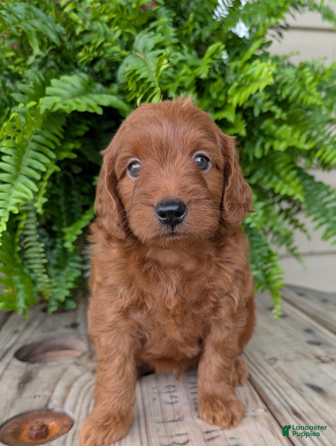 Mini Goldendoodle dogs for sale: Mini-logan - Image 14