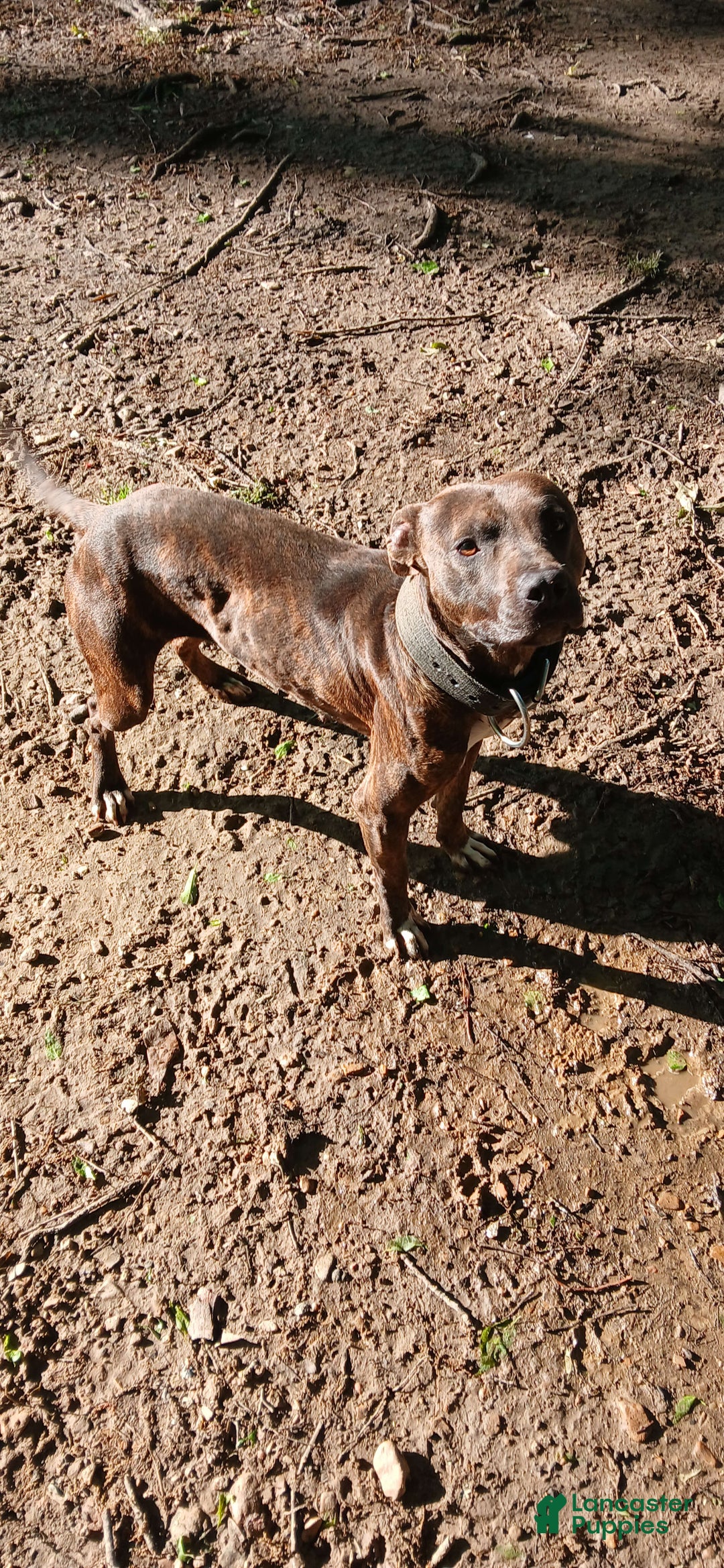American Pit Bull Terrier dogs for sale: Jack - Image 14