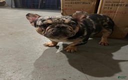 French Bulldog dogs for sale: Male Puppy 1 - Image 3