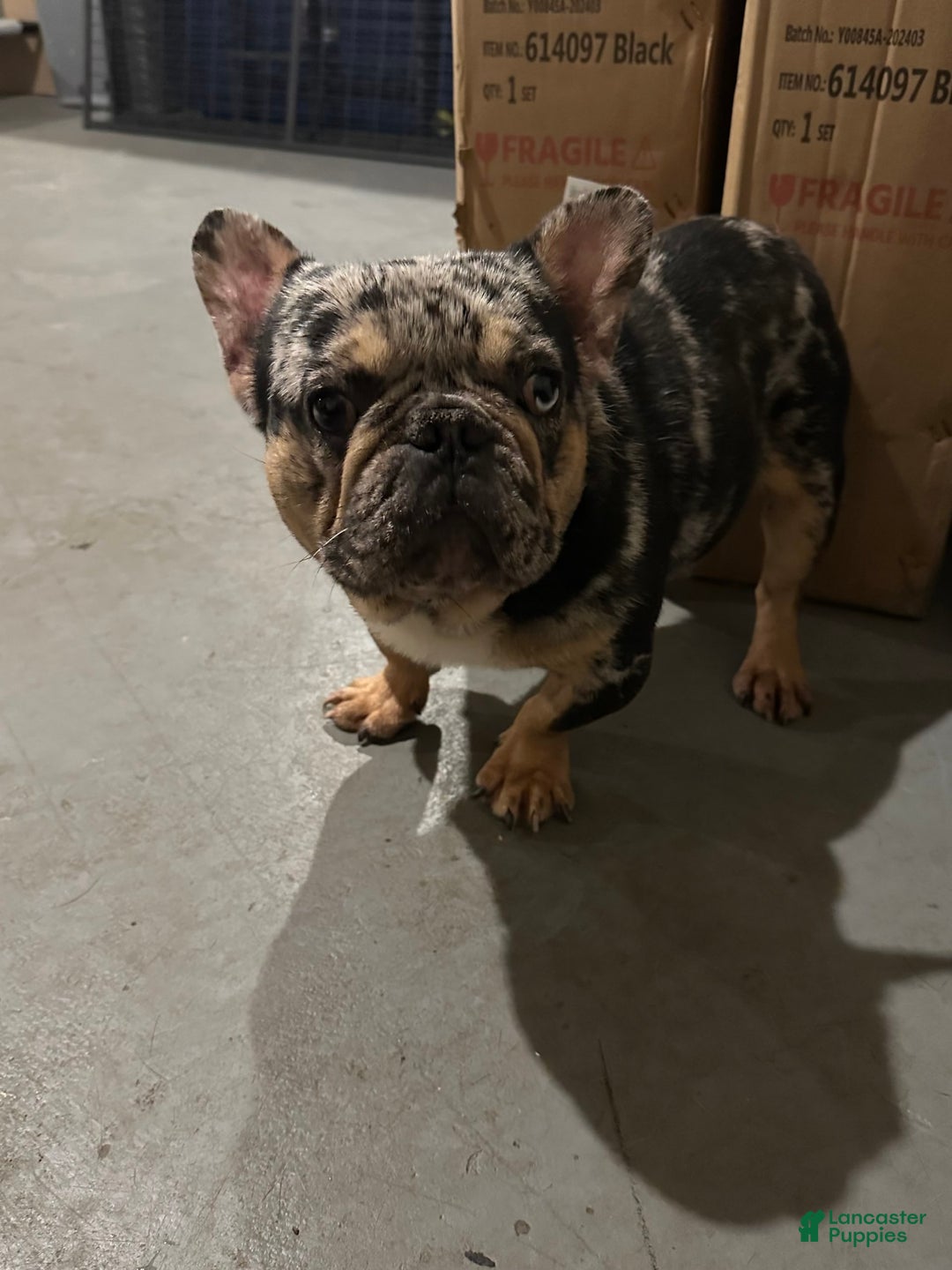 French Bulldog dogs for sale: Male Puppy 1 - Image 3