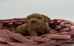 Toy Poodle dogs for sale: Nova - Image 1