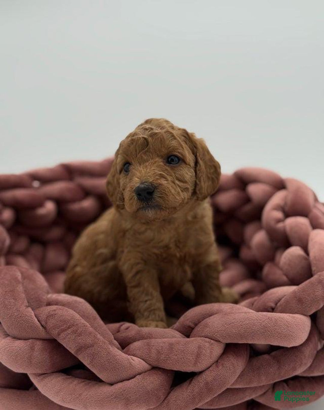 Toy Poodle dogs for sale: Nova - Image 1