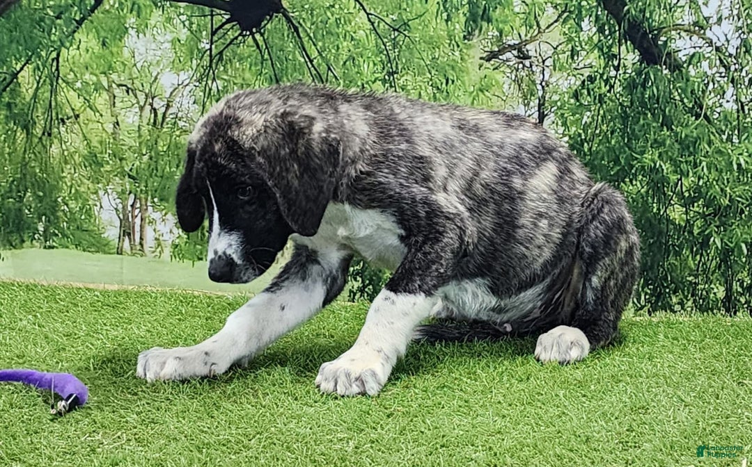 Anatolian Shepherd dogs for sale: AKC Dusty 2025 Male 5 - Image 6