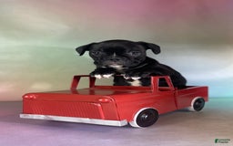 Frenchton dogs for sale: Coal Dna Clear - Image 5