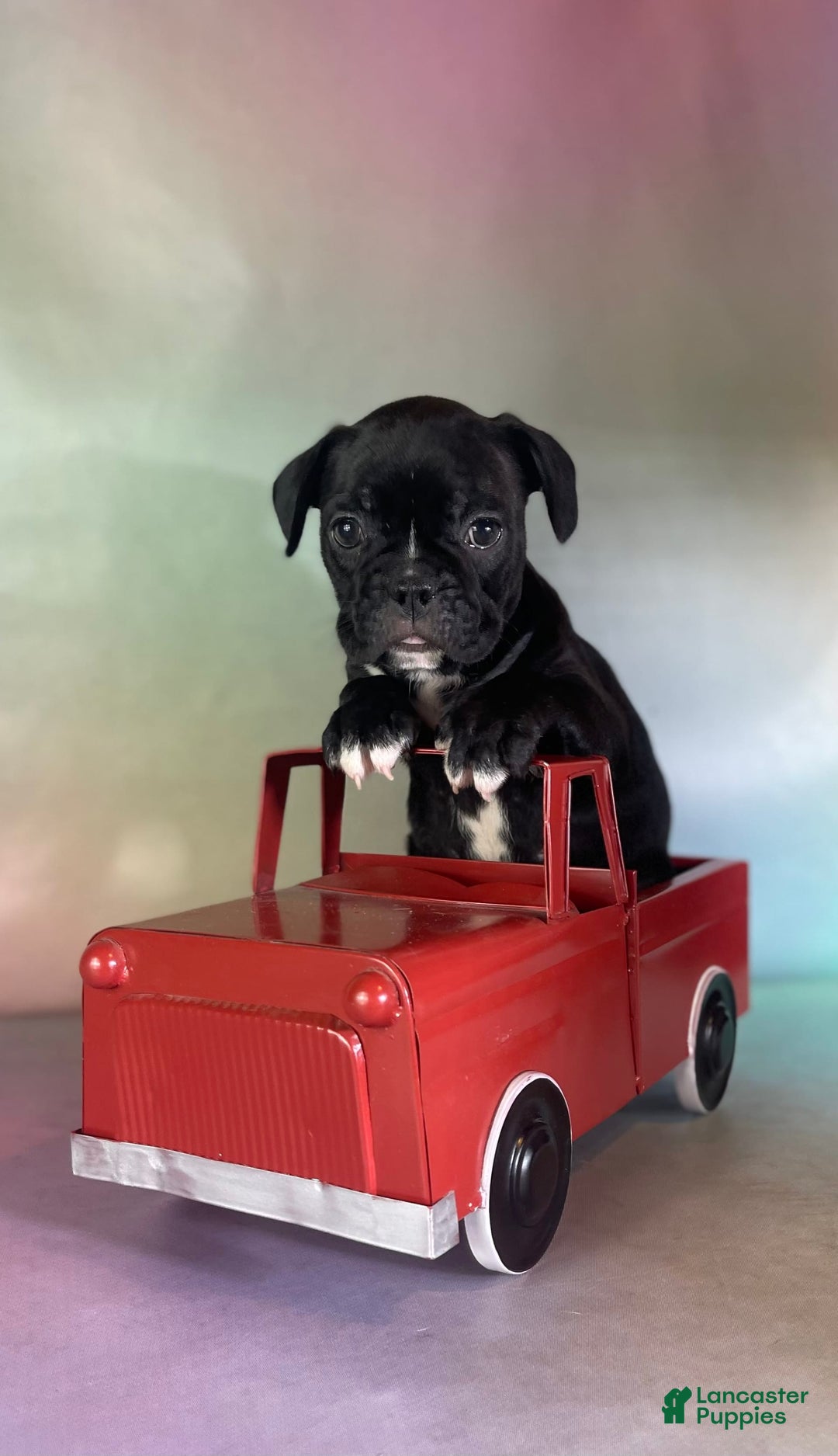 Frenchton dogs for sale: Coal Dna Clear - Image 5