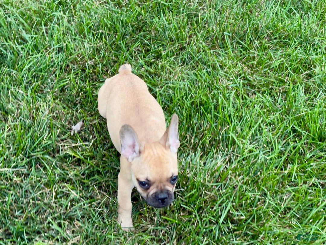 French Bulldog dogs for sale: Harris - Image 5