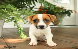 Jack Russell Terrier dogs for sale: Jack Russell Terrier 4 puppies - Image 11