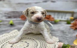 Standard Poodle dogs for sale: Gus - Image 18
