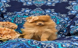 Pomeranian dogs for sale: Pomeranian 5 puppies - Image 3