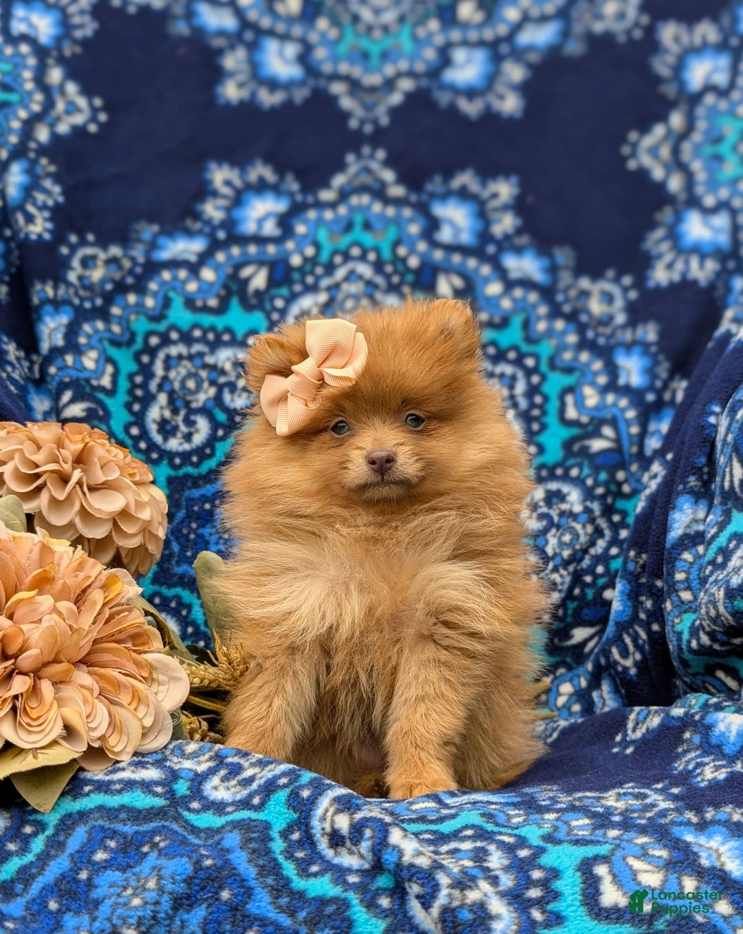 Pomeranian dogs for sale: Pomeranian 5 puppies - Image 3