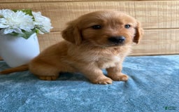 Golden Retriever dogs for sale: Lexi - Image 4