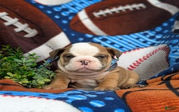Olde English Bulldogge dogs for sale: Harper - Image 14