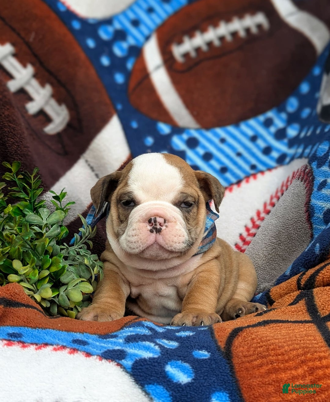 Olde English Bulldogge dogs for sale: Harper - Image 14