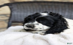 Cocker Spaniel dogs for sale: Mitsy - Image 5