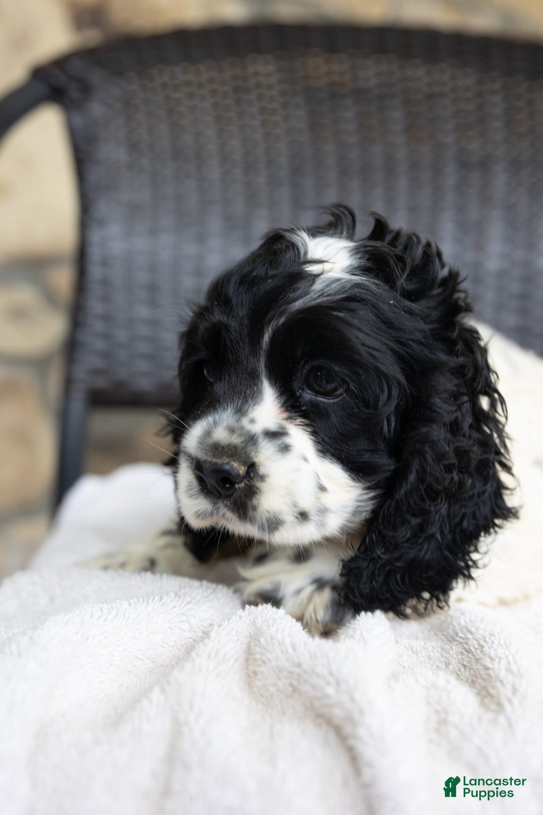 Cocker Spaniel dogs for sale: Mitsy - Image 5