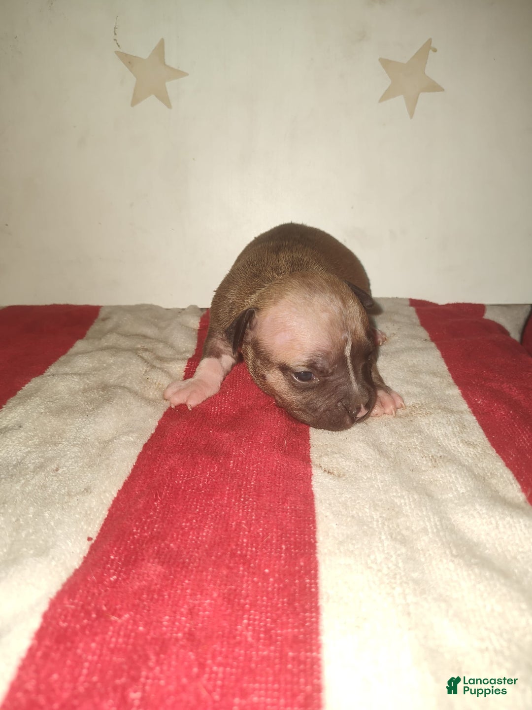 American Pit Bull Terrier dogs for sale: Lil Bit Of Trouble - Image 1
