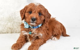 Cavapoo dogs for sale: Goffy - Image 2