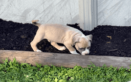 American Pit Bull Terrier dogs for sale: Peanut - Image 25