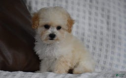 Miniature Poodle dogs for sale: Tammy - Image 2