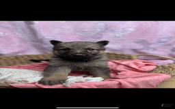 German Shepherd dogs for sale: Allure - Image 1