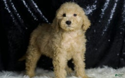 Mini Goldendoodle dogs for sale: Duke - Image 6
