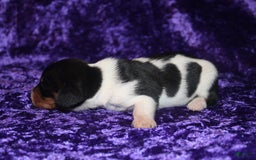Miniature Dachshund dogs for sale: Chloe Mini - Image 20