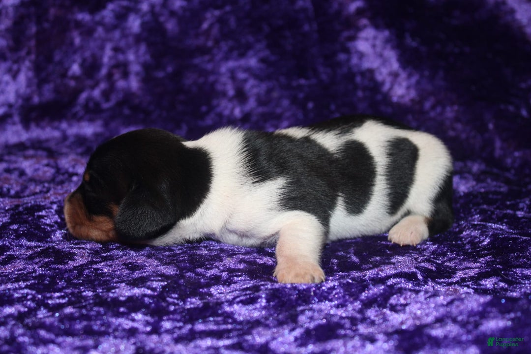 Miniature Dachshund dogs for sale: Chloe Mini - Image 20