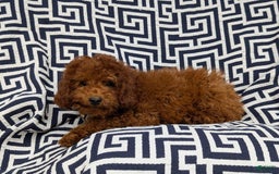 Miniature Poodle dogs for sale: Doyle - Image 6