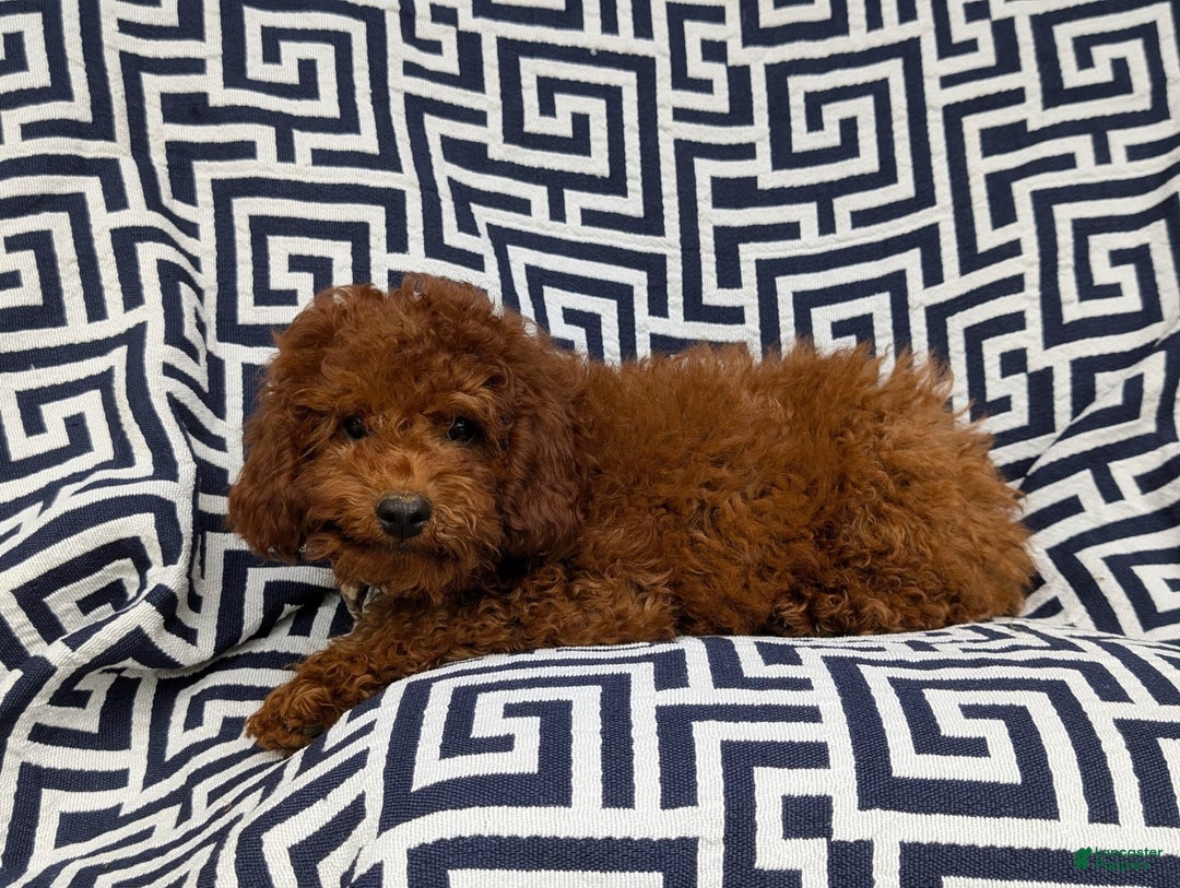 Miniature Poodle dogs for sale: Doyle - Image 6