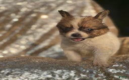 Papillon dogs for sale: Flash - Image 4