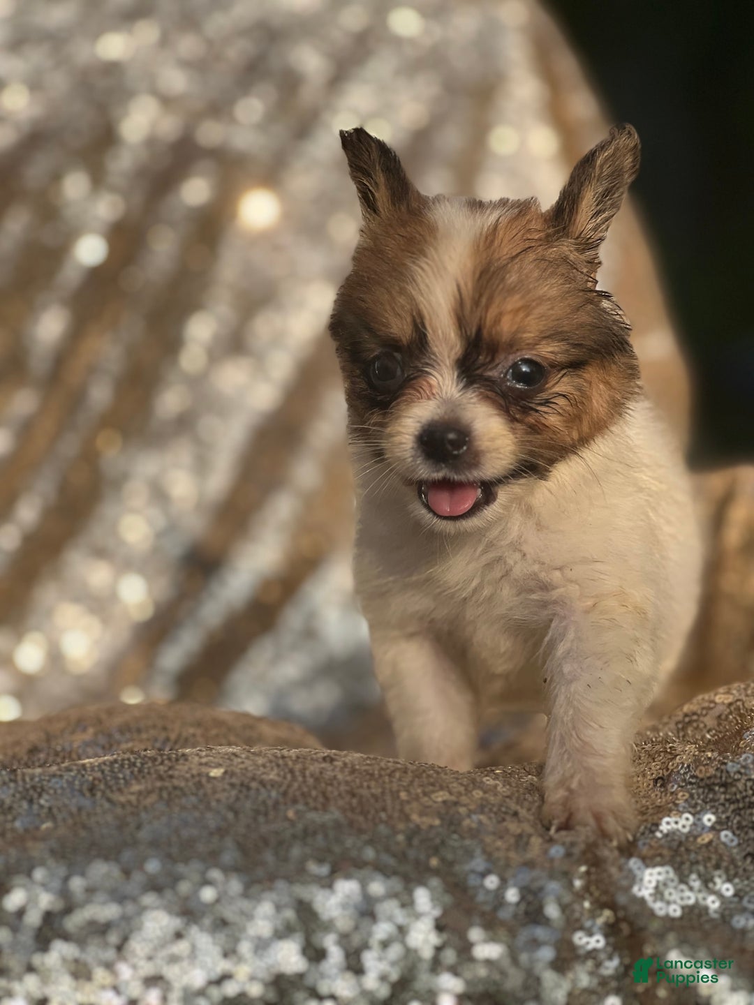 Papillon dogs for sale: Flash - Image 4