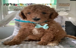 Goldendoodle dogs for sale: Kobe F2b - Image 20