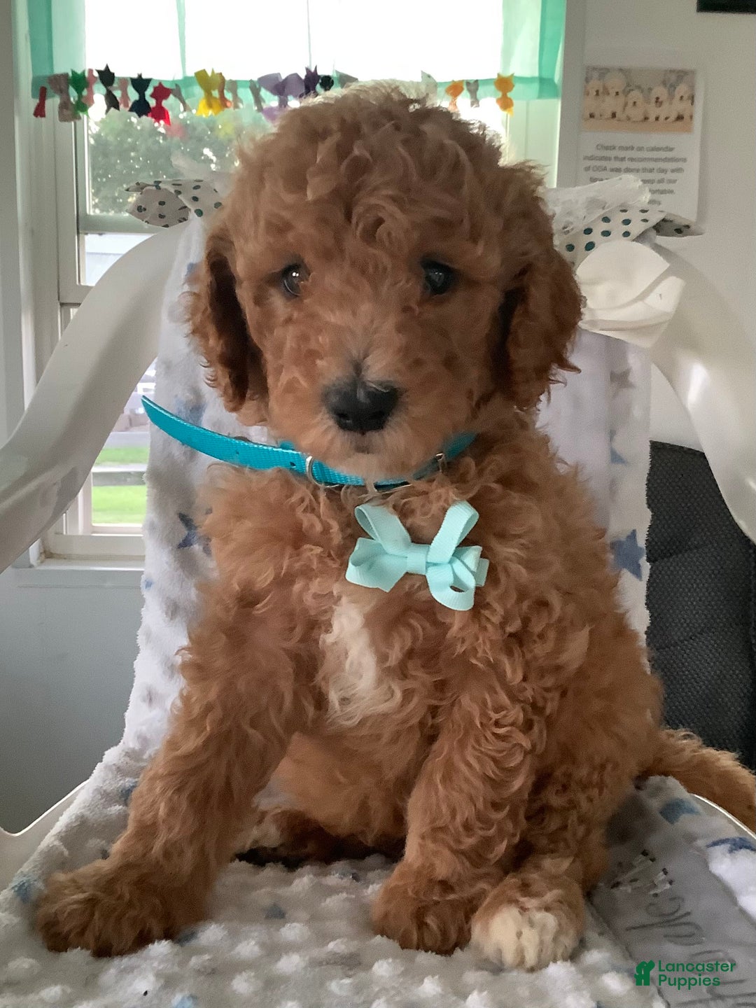 Goldendoodle dogs for sale: Kobe F2b - Image 20