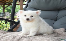 American Eskimo dogs for sale: Forrest - Image 1