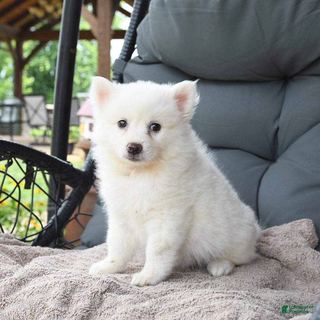 American Eskimo dogs for sale: Forrest - Image 1