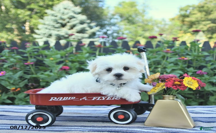 Maltese dogs for sale - Ad 1