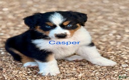 Australian Shepherd dogs for sale: Casper - Image 2