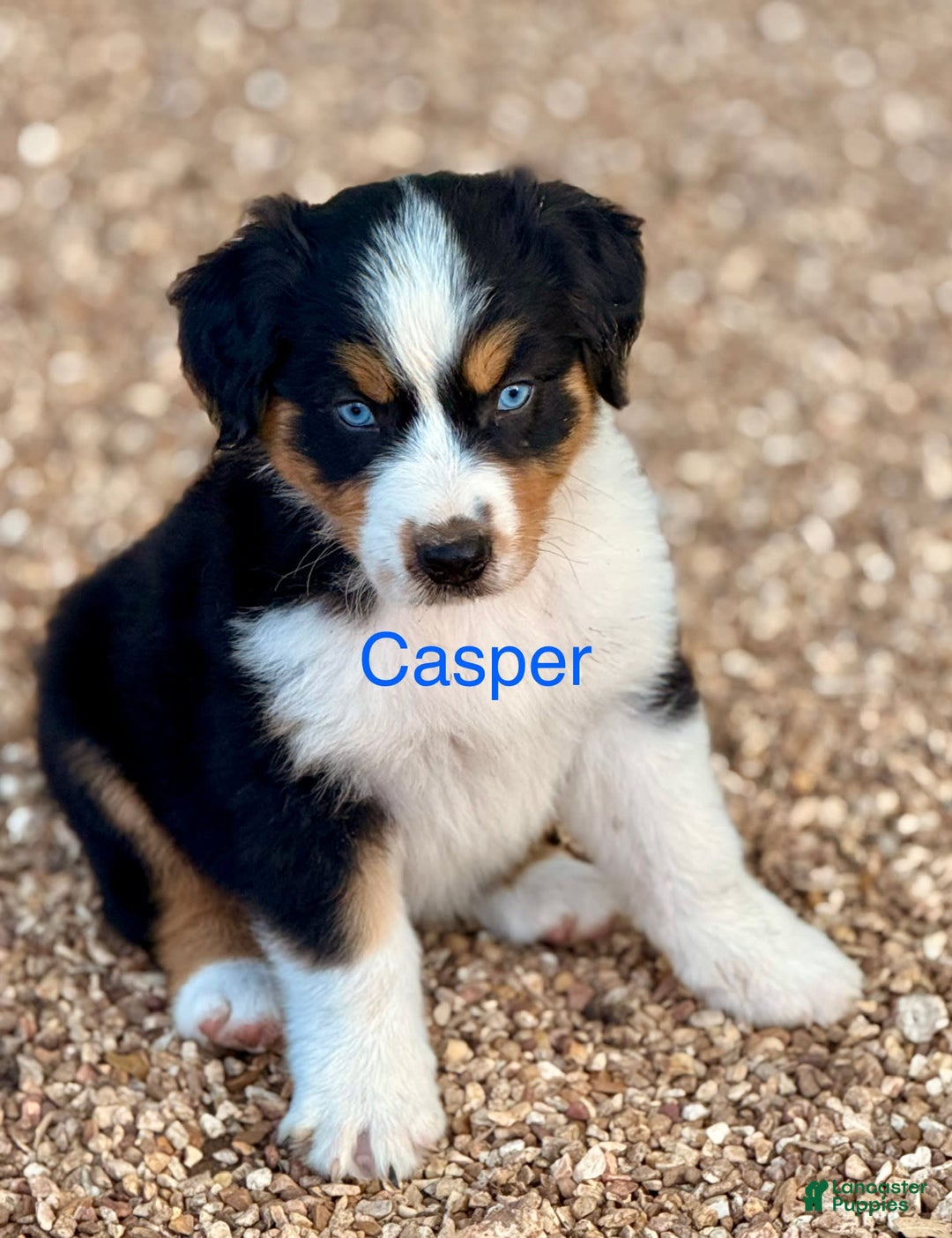 Australian Shepherd dogs for sale: Casper - Image 2