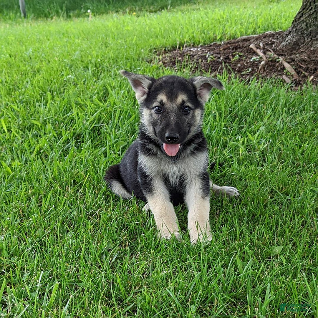 German Shepherd dogs for sale: German Shepherd 8 puppies - Image 22