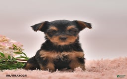 Yorkshire Terrier dogs for sale: Regina - Image 1